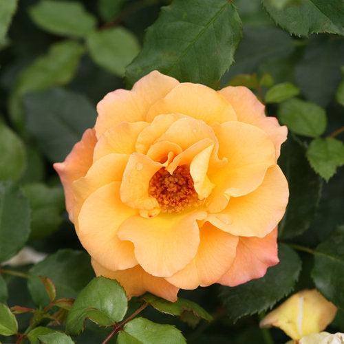 Rosa x - Oso Easy® Suñorita® Rose