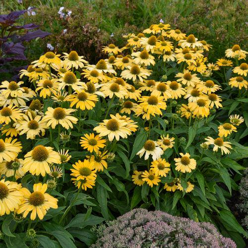 Echinacea - Color Coded® Yellow My Darling Echinacea