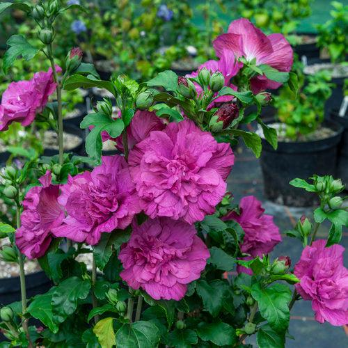 Hibiscus syriacus - Magenta Chiffon® Rose of Sharon