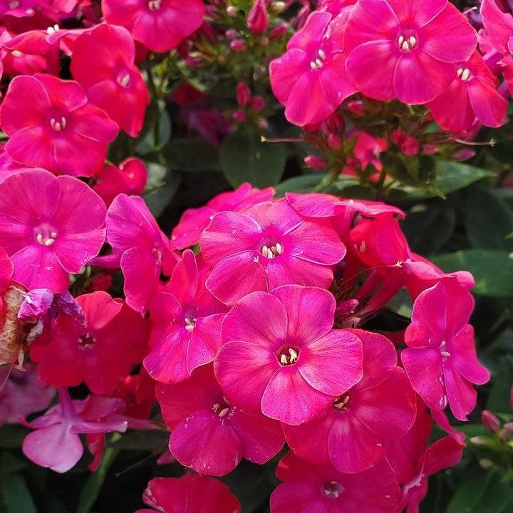 Phlox paniculata - Volcano® Lipstick Phlox