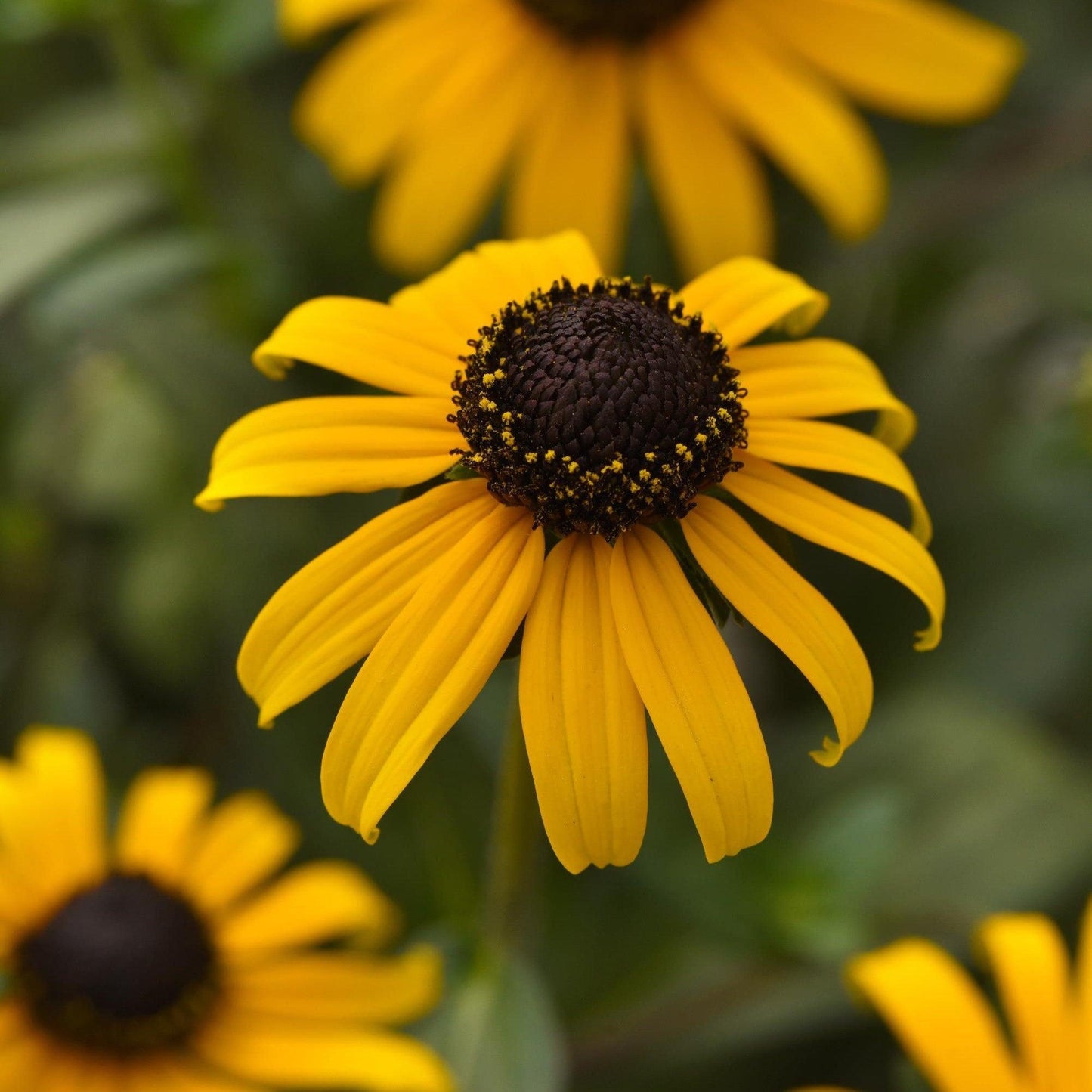Rudbeckia fulgida var. sullivantii - Gold Blitz Black-Eyed Susan