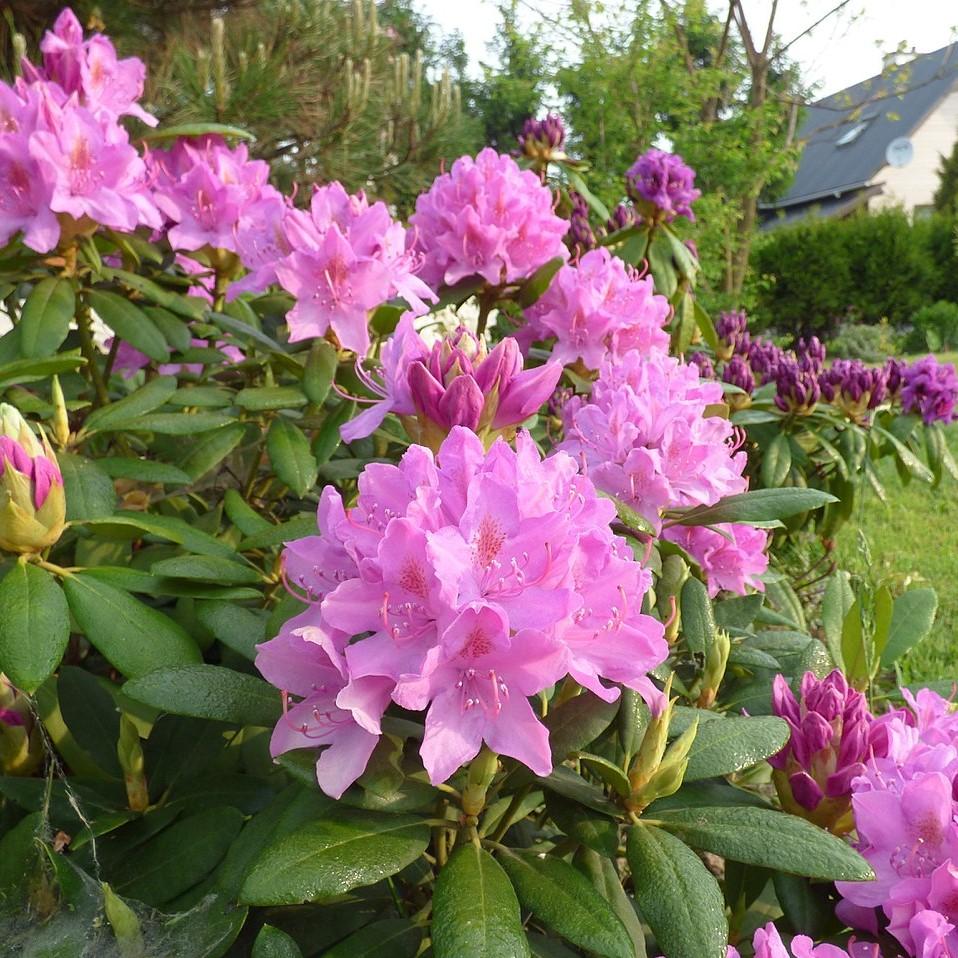Rhododendron 'Roseum Elegans'