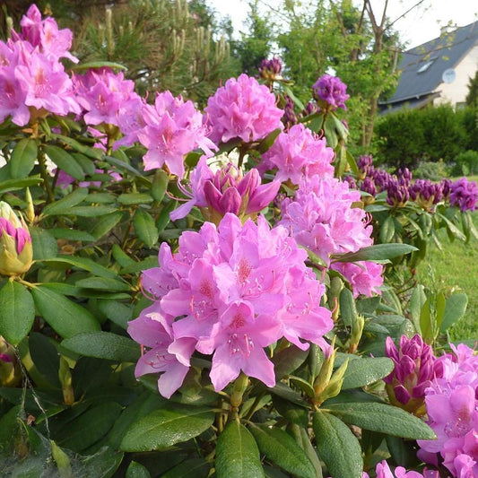 Rhododendron 'Roseum Elegans'