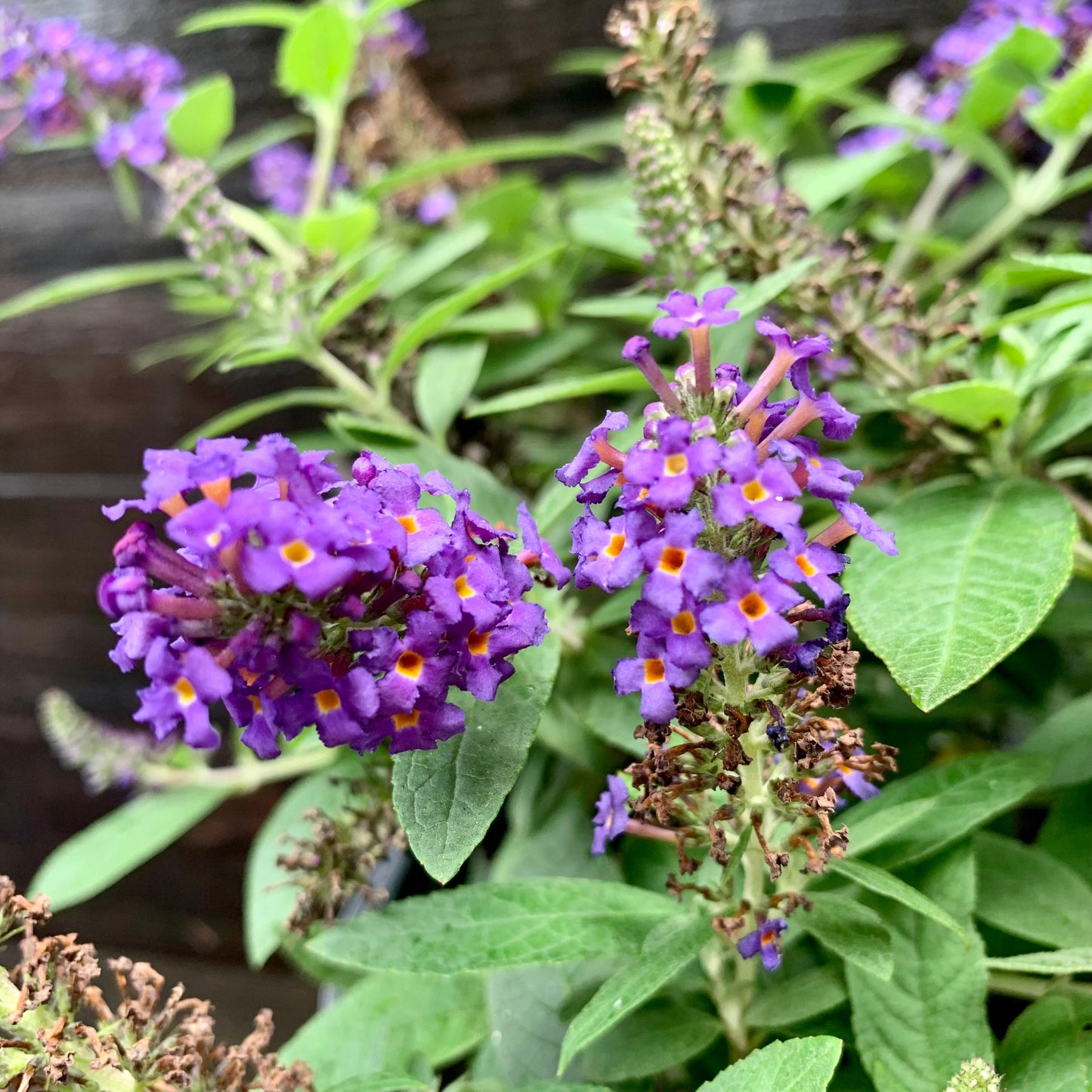 Buddleia davidii - Pugster Blue® Dwarf Butterfly Bush