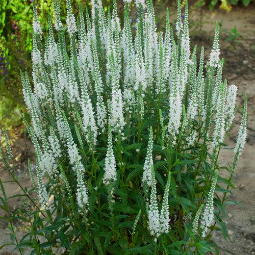 Veronica - Magic Show® White Wands Speedwell
