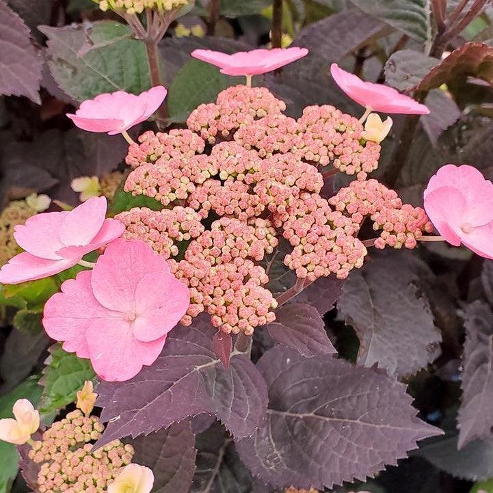 Hydrangea serrata - Pink Dynamo™ Hydrangea