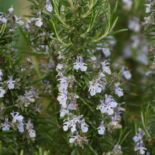Rosmarinus officinalis - Blue Spires Rosemary