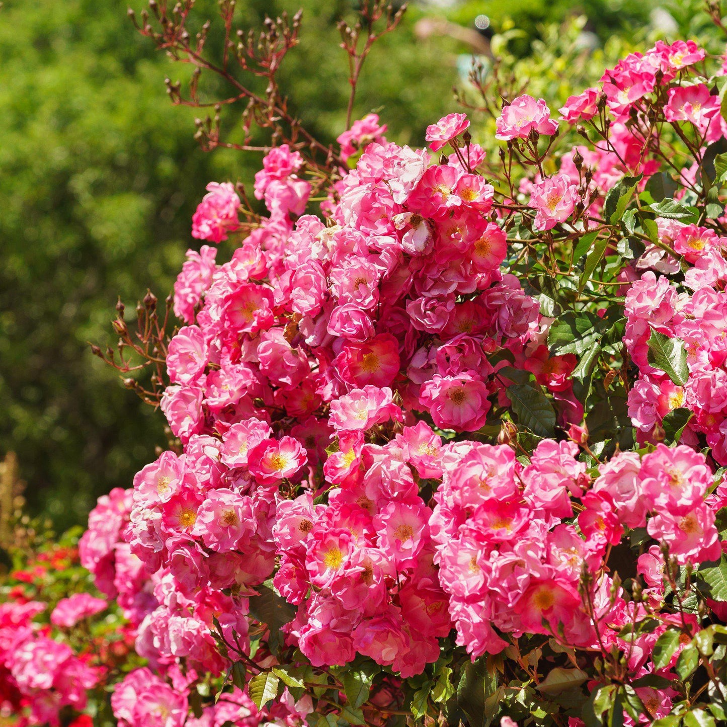 Rosa - Flower Carpet® Pink Supreme Rose