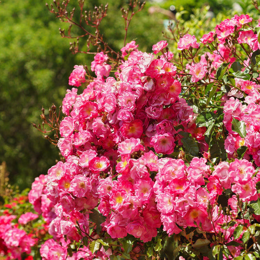 Rosa - Flower Carpet® Pink Supreme Rose