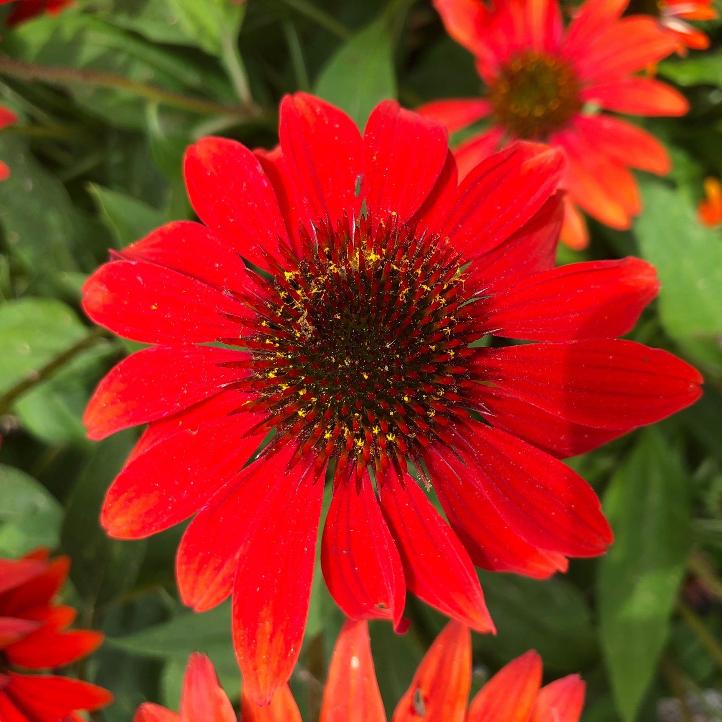 Echinacea x - Sombrero® Sangrita Coneflower