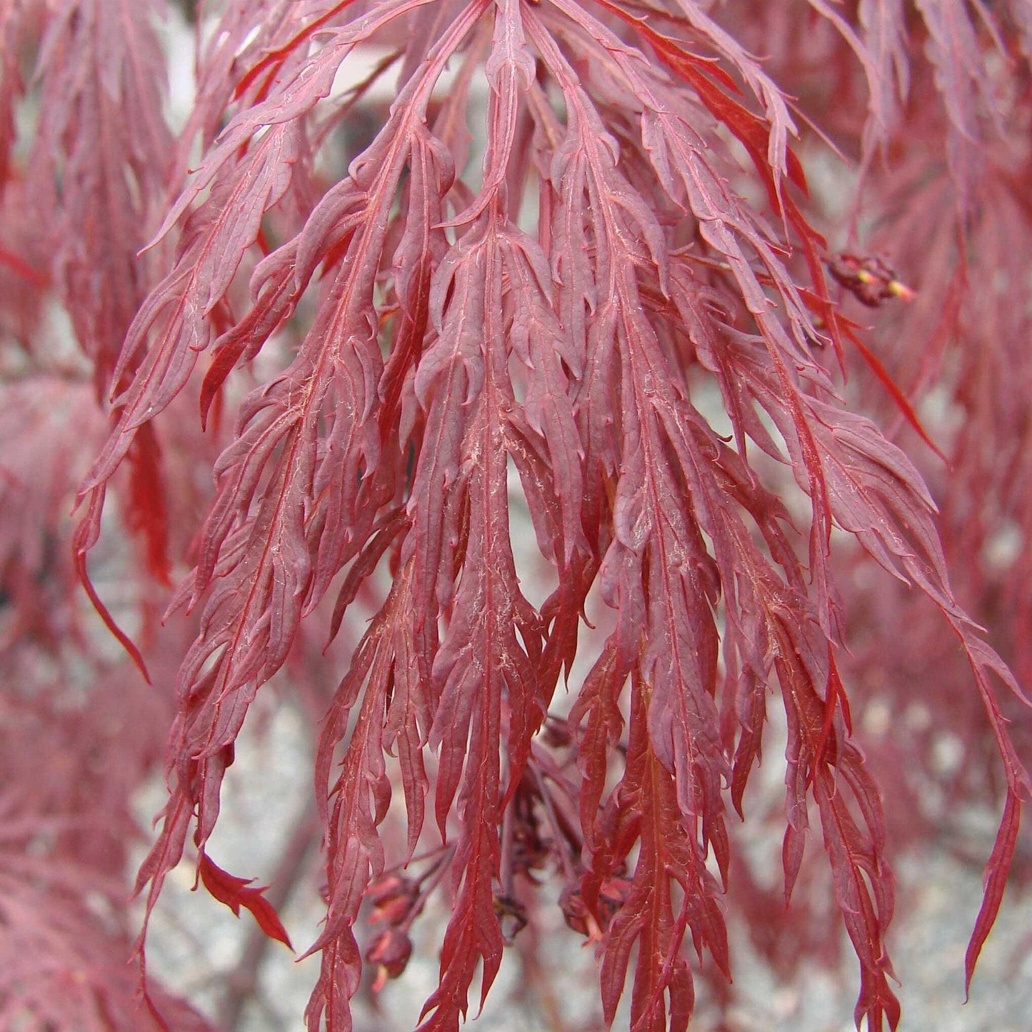 Acer palmatum var. dissectum - Tamukeyama Japanese Maple