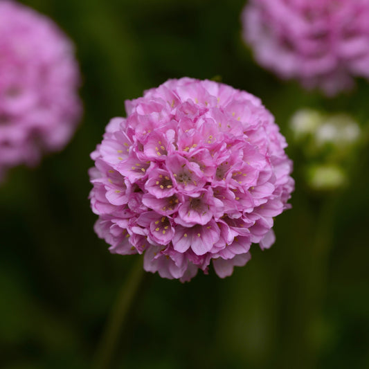 Armeria pseudarmeria - Dreameria® Sweet Dreams Thrift