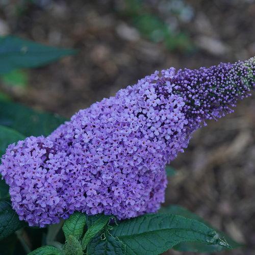 Buddleia x - Pugster® Amethyst Butterfly Bush