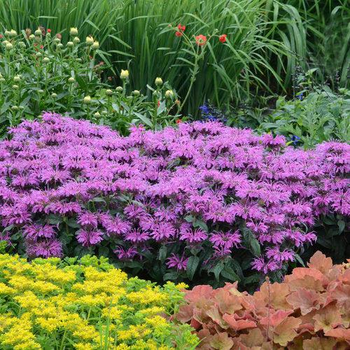 Monarda - PW® Leading Lady Plum Bee Balm