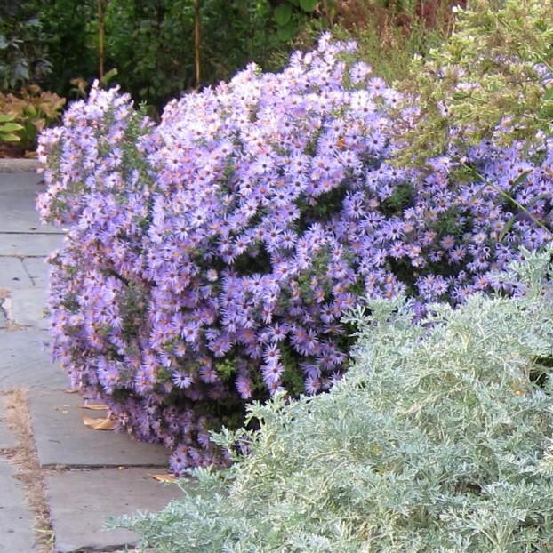 Aster oblongifolius - Raydon's Favorite Aromatic Aster