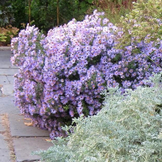 Aster oblongifolius - Raydon's Favorite Aromatic Aster