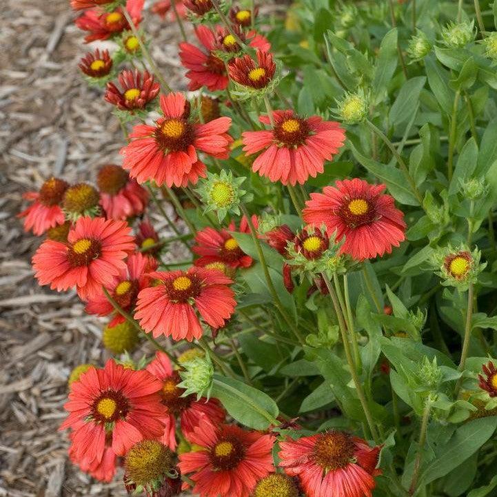 Gaillardia aristata - Burgundy Blanket Flower