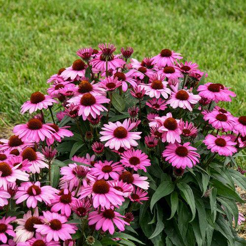 Echinacea - Color Coded® The Fuchsia is Bright Echinacea