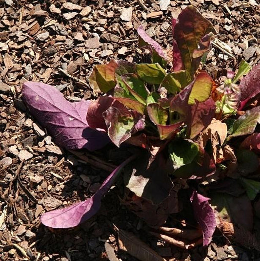 Salvia lyrata - Purple Knockout Lyre-Leaf Sage