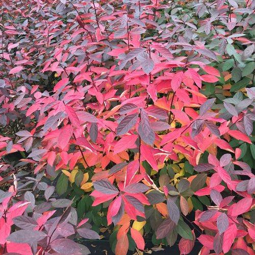 Itea virginica - Scentlandia® Sweetspire