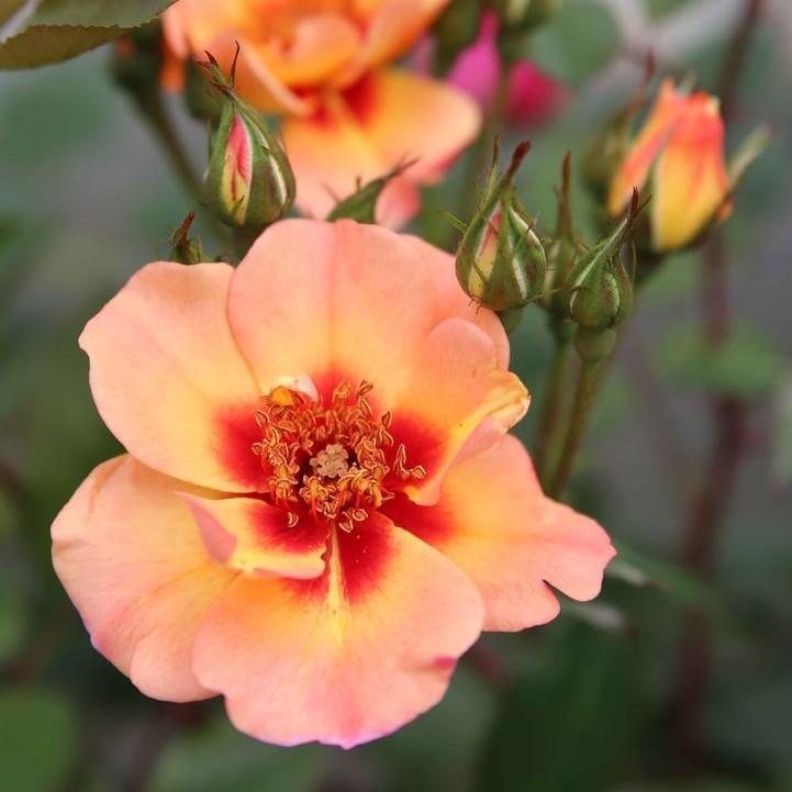 Rosa x - Flower Carpet® Peach Rose