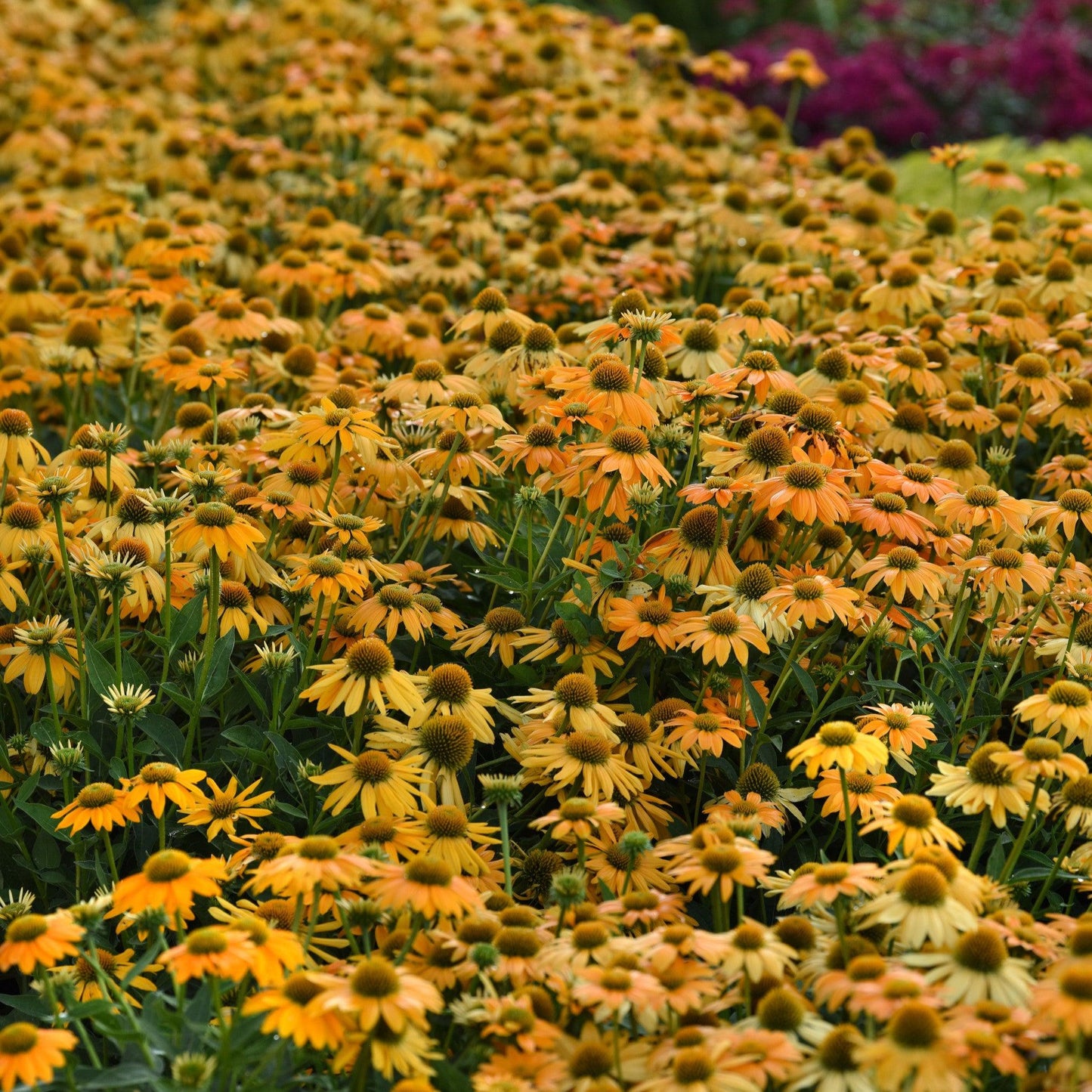 Echinacea - Artisan™ Yellow Ombre Coneflower