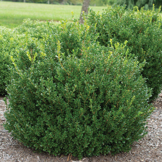 Buxus microphylla - Little Missy Boxwood