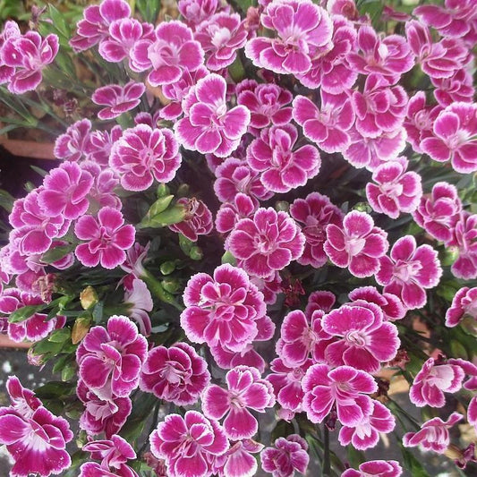 Dianthus plumaris - Delilah™ Bicolor Purple Dianthus