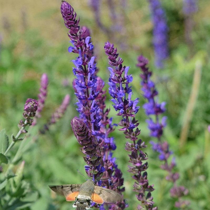 Salvia nemorosa - Blue Bouquetta Meadow Sage