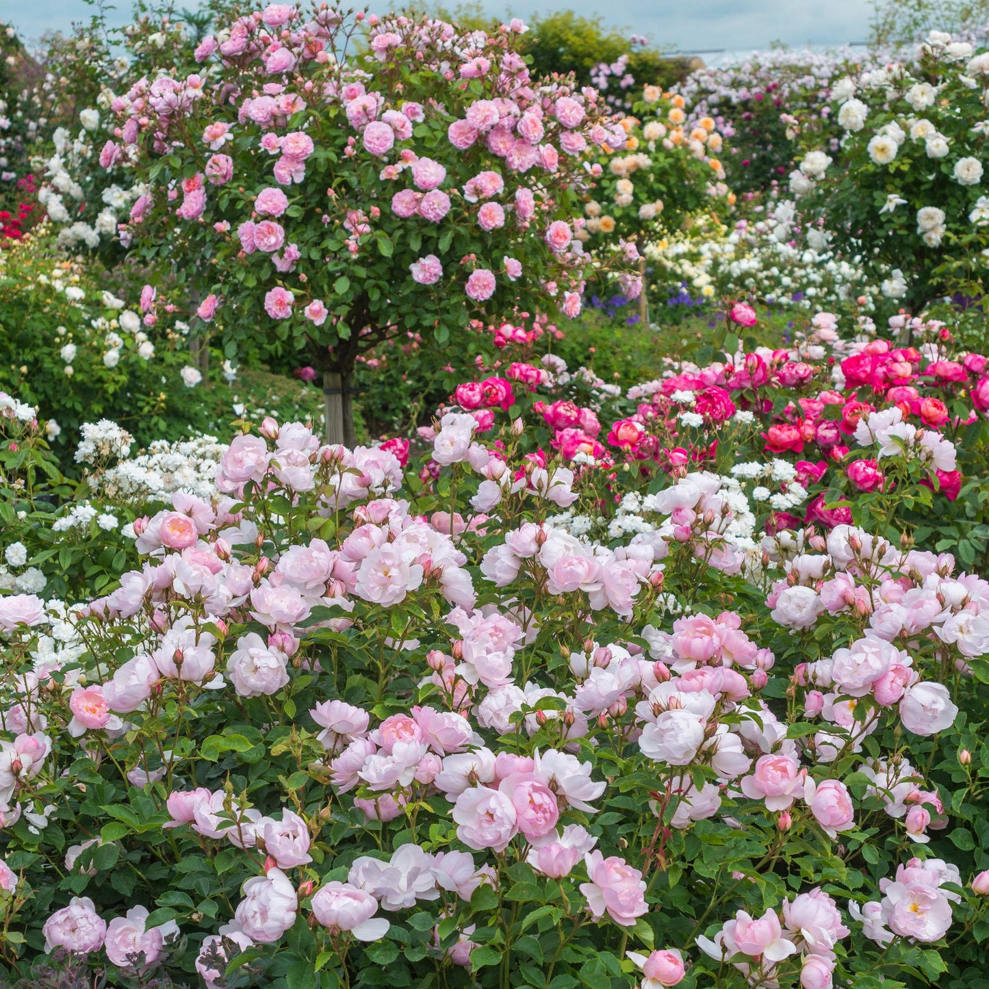 Rosa - Scarborough Fair Rose