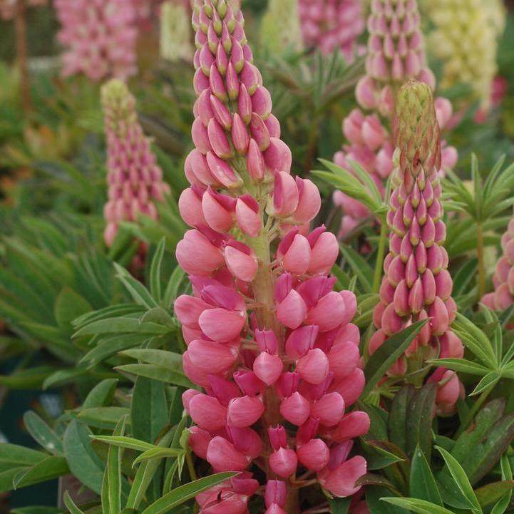 Lupinus  - Gallery Pink Lupine