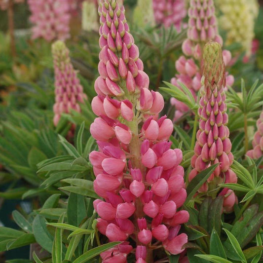 Lupinus  - Gallery Pink Lupine