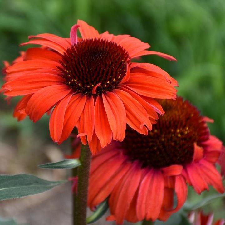 Echinacea purpurea - Eye-catcher™ Tanager Echinacea
