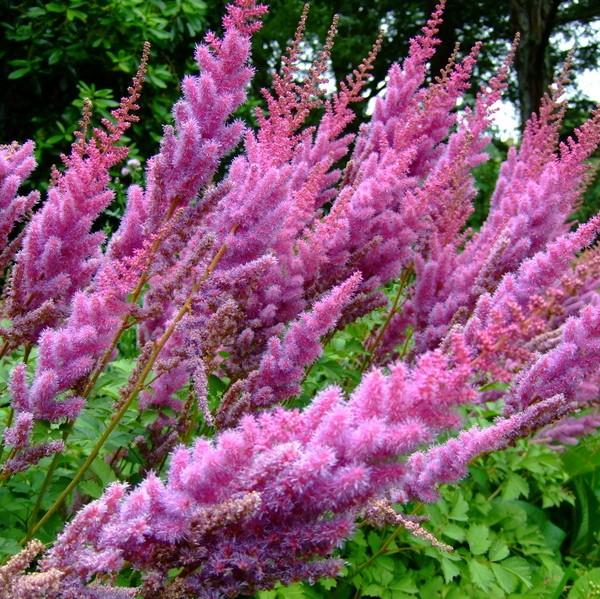 Astilbe chinensis - Purple Candles Chinese Astilbe