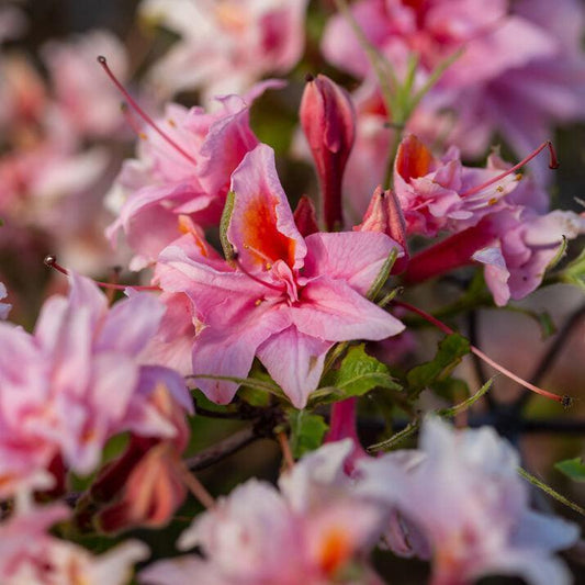 First Editions® Electric Lights™ Double Pink Azalea