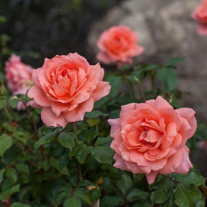 Rosa - Easy Elegance® Sweet Fragrance Rose