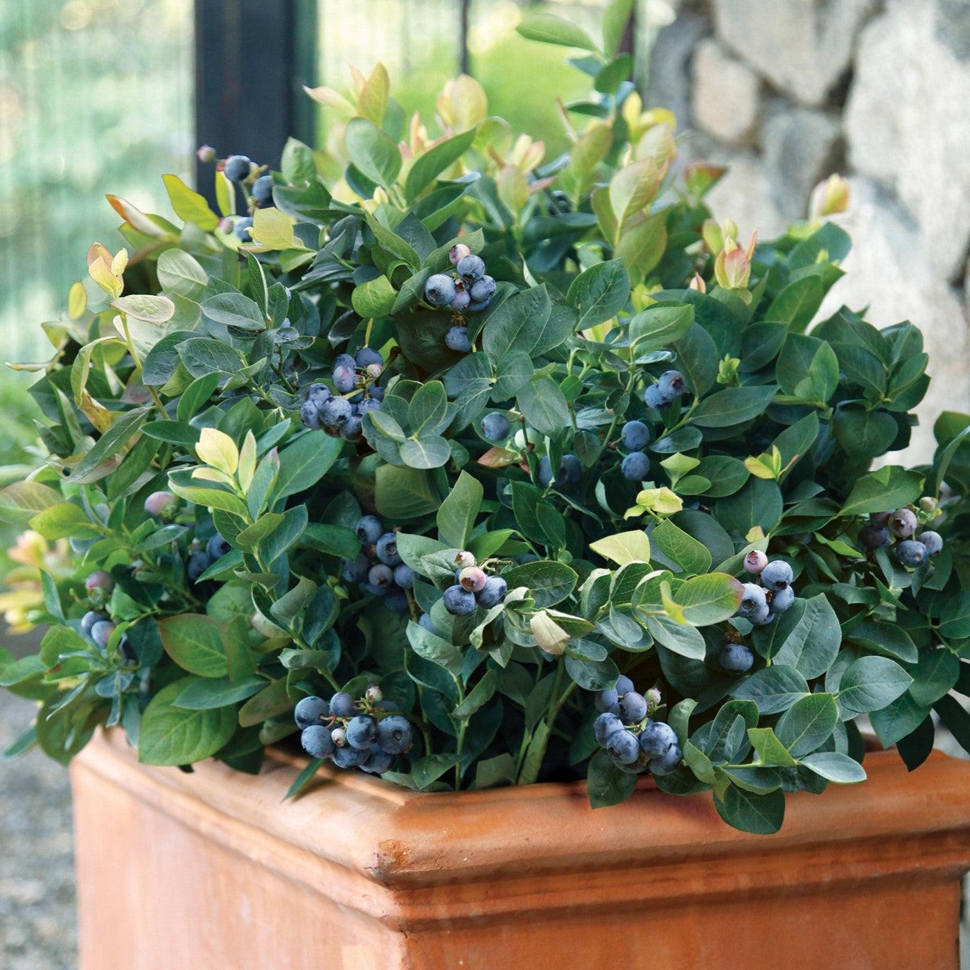 Vaccinium corymbosum - Peach Sorbet® Blueberry