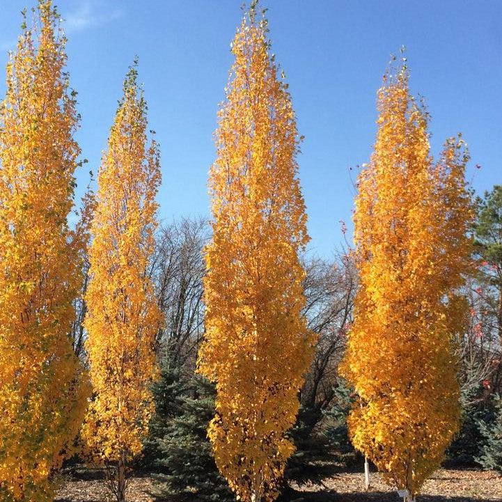 Betula platyphylla - First Editions® Parkland Pillar® Birch