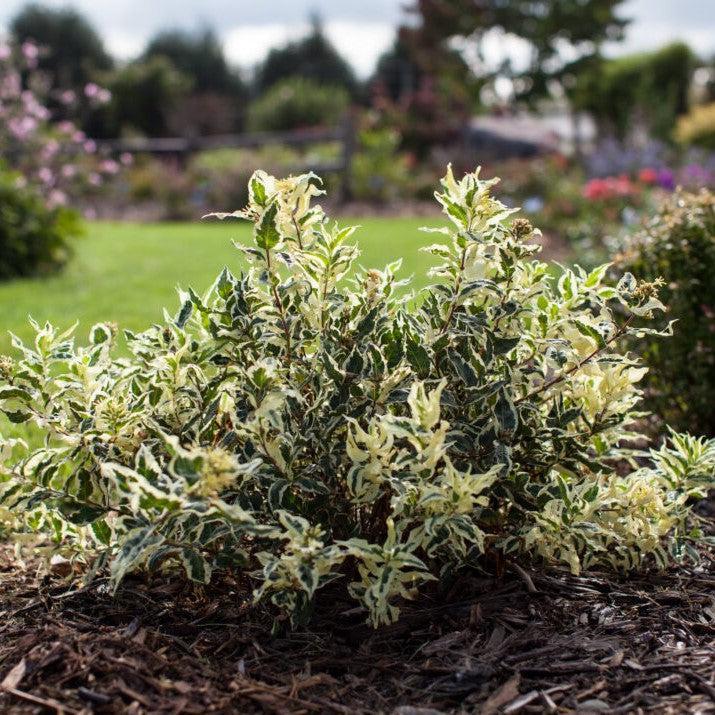 Diervilla sessilifolia - Cool Splash® Honeysuckle