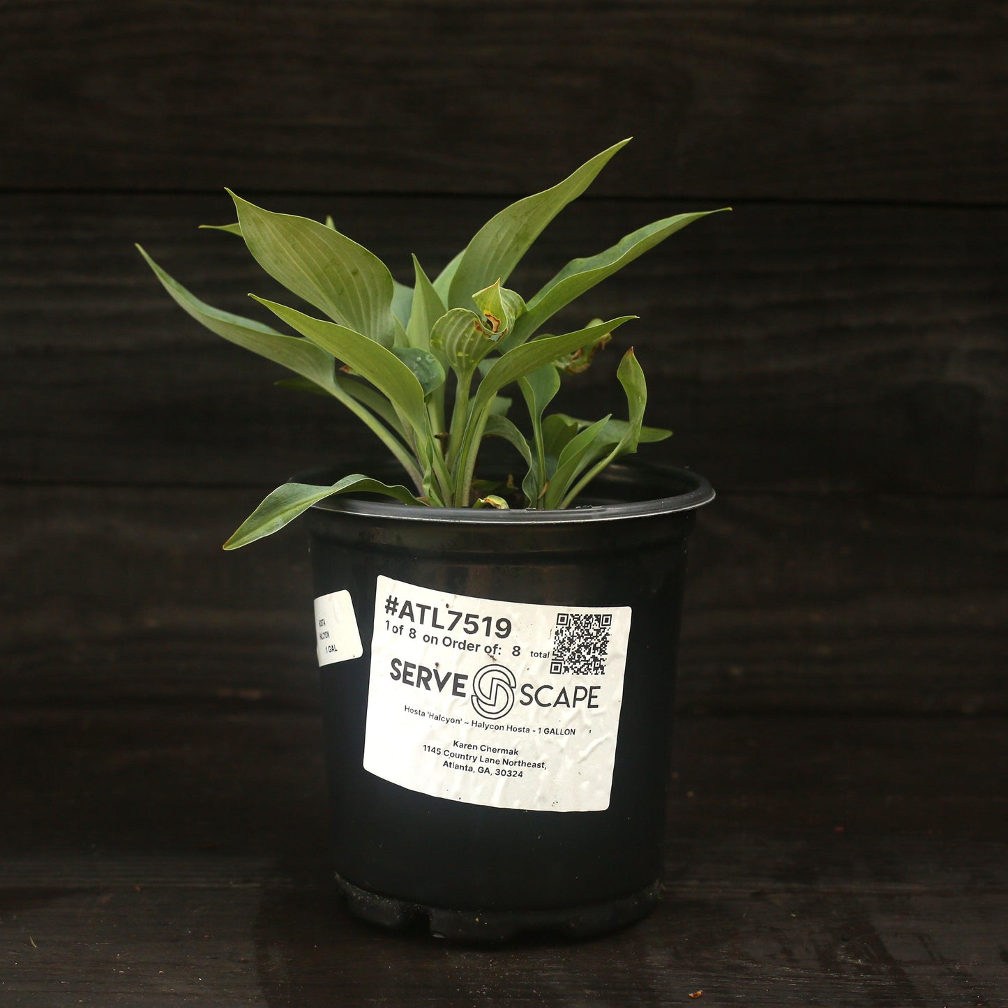 Hosta - Halcyon Hosta