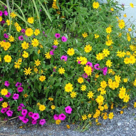 Coreopsis pubescens - Sunshine Superman Star Tickseed