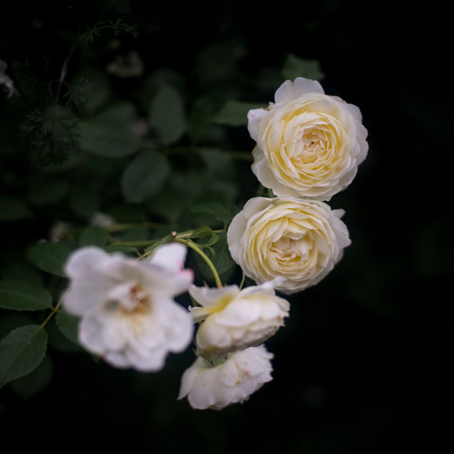 Rosa - Claire Austin Rose