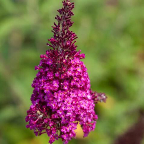 Buddleia davidii - First Editions® Funky Fuchsia™ Butterfly Bush