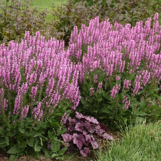 Salvia - Color Spires® Back to the Fuchsia Salvia