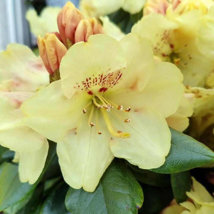Rhododendron yakushimanum Miyama - Gold Prinz