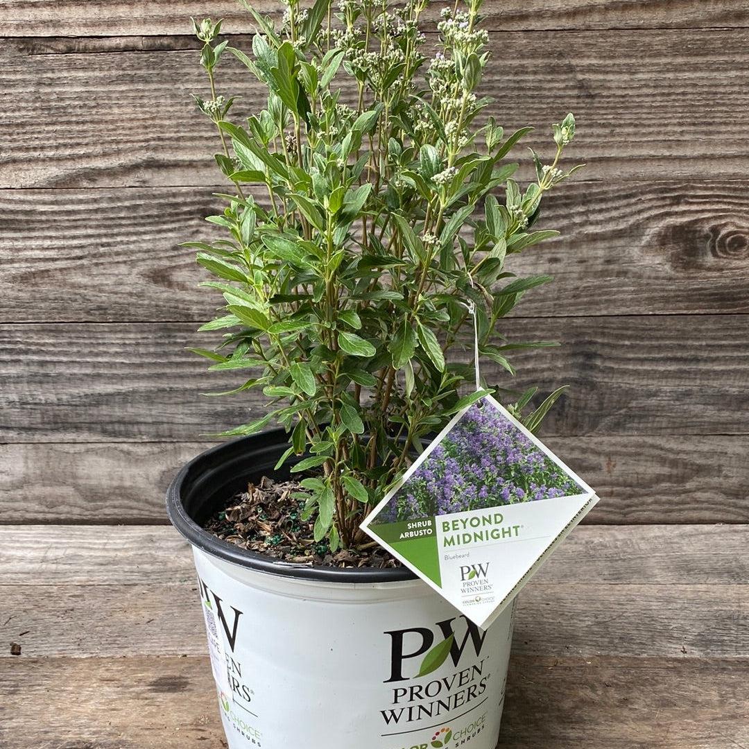 Caryopteris x clandonensis - Beyond Midnight® Bluebeard