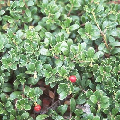 Arctostaphylos uva-ursi - Massachusetts Bearberry