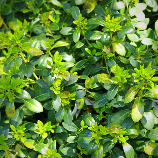 Ilex glabra - Densa Inkberry Holly