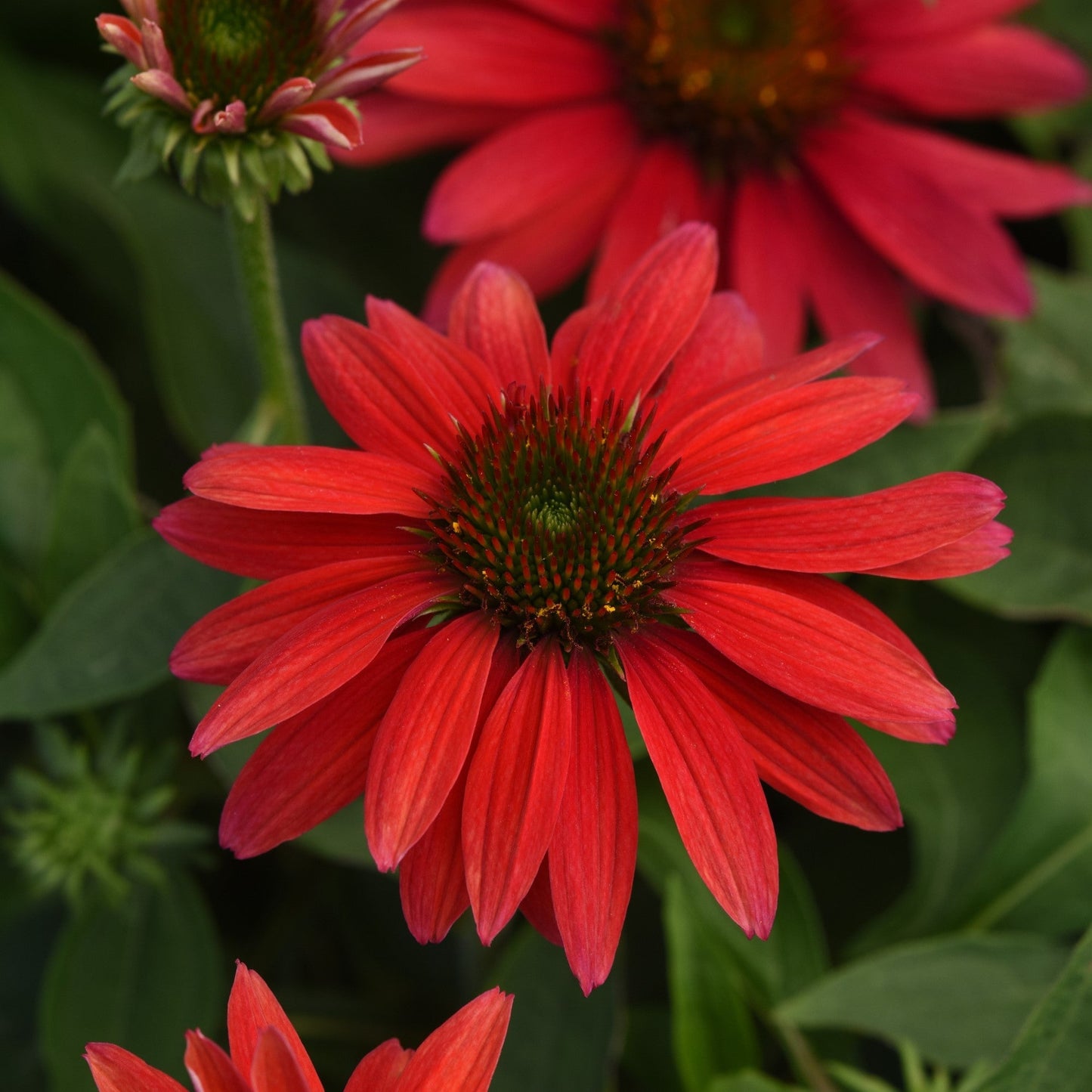 Echinacea - Sombrero® Tres Amigos Coneflower