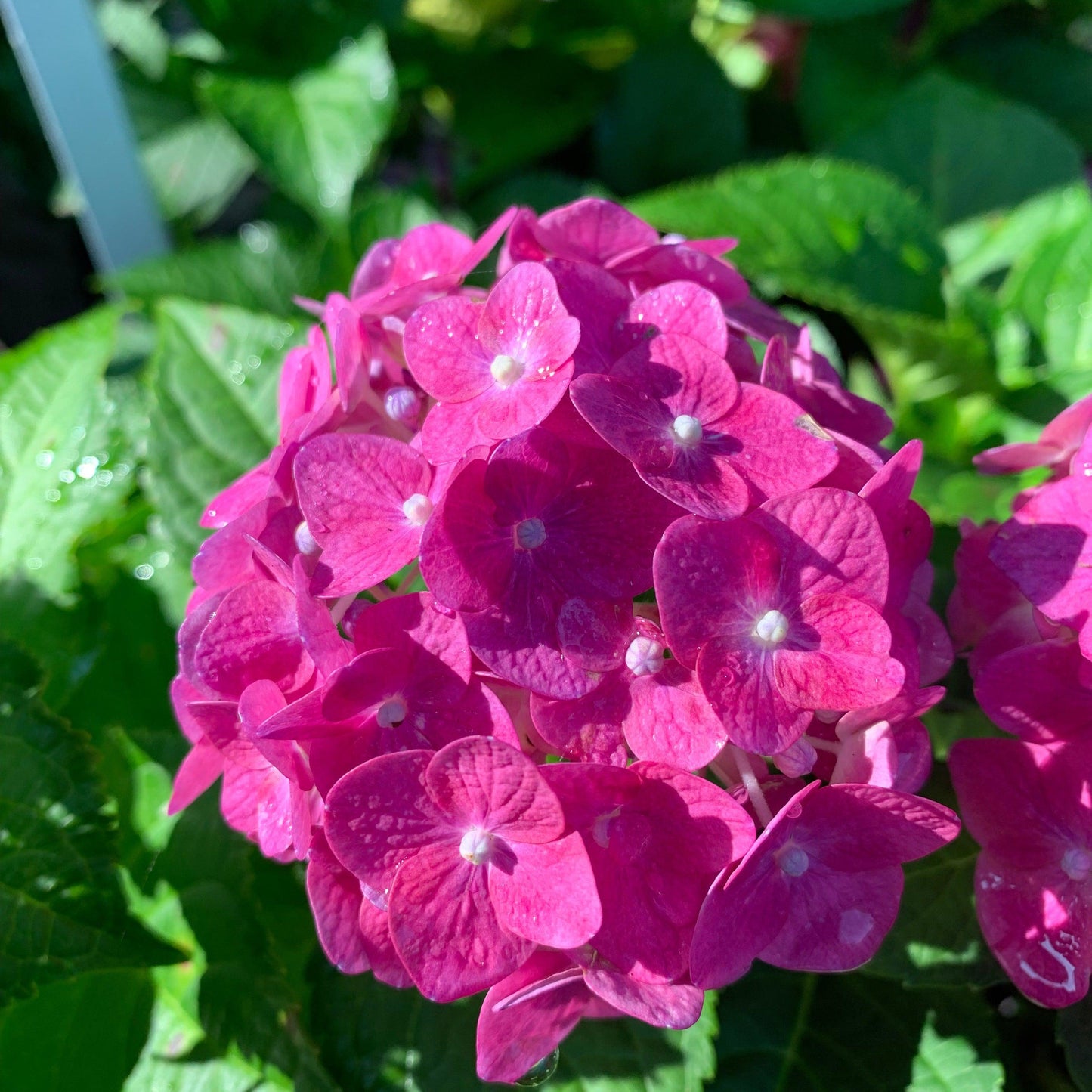 Hydrangea macrophylla - Endless Summer® Summer Crush® Hydrangea